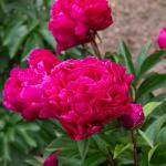 Bulbes à fleurs à planter au printemps - Pivoine De Chine Karl Rosenfeld (x1) - face recto